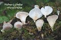 Hohenbuehelia myxotricha-amf2018